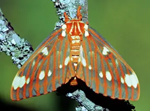 Regalis: Regal Moth