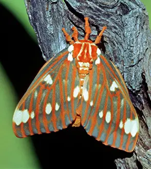 Regalis: Regal Moth
