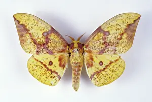 Imperialis: Regal Moth