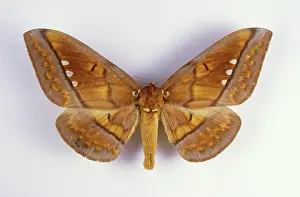 Citheronia: Regal Moth