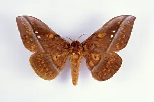Citheronia: Regal Moth