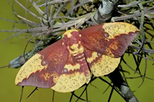 Regal: Regal Moth