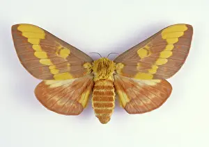 Regal: Regal Moth