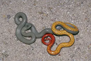 Punctatus: Regal Ringneck Snake