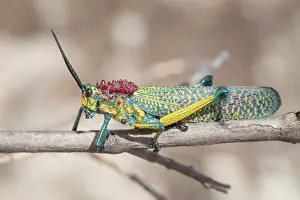 Grasshopper: Regenbogen-Kegelkopfschrecke (Phymateus saxosus)