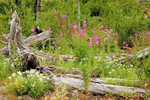 Chamerion: Regenerating flowers including Fireweed / Rosebay