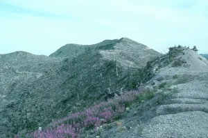 Subduction: Regenerating Vegetation, Mount St. Helens