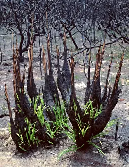 Fires: Regeneration after 1994 bush fire, 1 week after