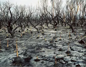 Fires: Regeneration after 1994 bush fire, 4 days after