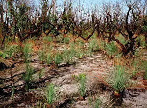 Regeneration: Regeneration after bushfire