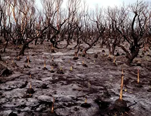 Regeneration: Regeneration after bushfire