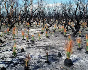 Wildfire: Regeneration after fire