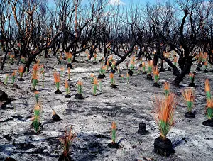 Regrowth: Regeneration seven weeks after bushfire