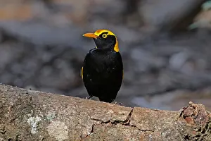 Regent: Regent Boswerbird male