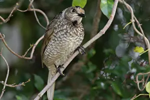 Bowerbirds: Regent Bowerbird