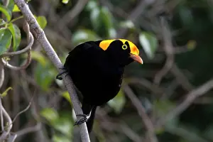 Bowerbirds: Regent Bowerbird