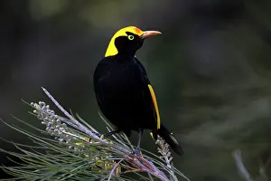 Bowerbirds: Regent Bowerbird