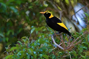 Bowerbirds: Regent Bowerbird - colourful adult male sits on