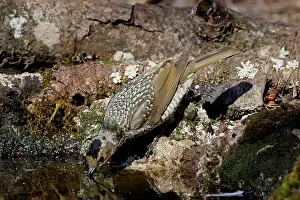 Bowerbird: Regent Bowerbird fem