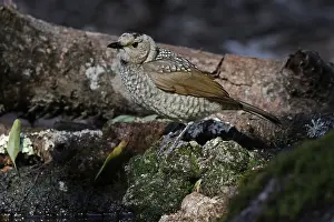 Bowerbird: Regent Bowerbird female