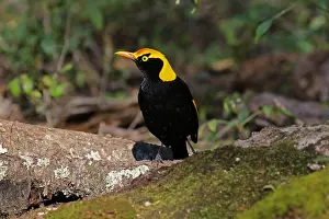 Bowerbird: Regent Bowerbird male
