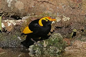Bowerbird: Regent Bowerbird male