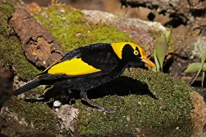 Bowerbird: Regent Bowerbird male