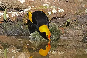 Bowerbird: Regent Bowerbird male