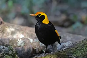 Bowerbird: Regent Bowerbird male