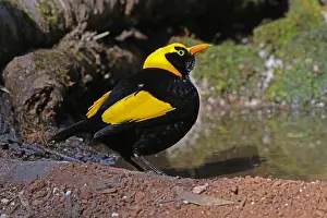 Bowerbird: Regent Bowerbird male