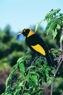 Builder: Regent BOWERBIRD - male, an avenue builder found