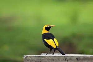 Bowerbirds: Regent Bowerbird-Male - On a bird table