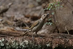 Bowerbirds: Regent Bowerbird in Queensland, Australia