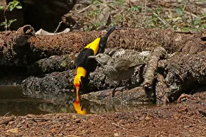 Bowerbirds: Regent Bowerbird in Queensland, Australia