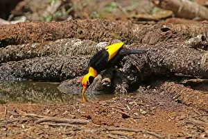 Bowerbirds: Regent Bowerbird in Queensland, Australia