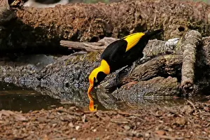 Bowerbirds: Regent Bowerbird in Queensland, Australia