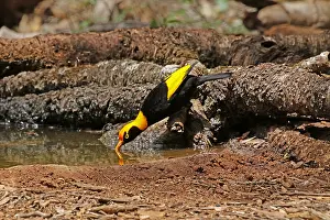 Bowerbird: Regent Bowerbird in Queensland, Australia