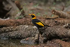 Bowerbird: Regent Bowerbird in Queensland, Australia
