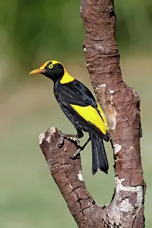 Bowerbird: Regent Bowerbird (Sericulus chrysocephalus) adult