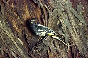 Regent: Regent Honeyeater / Honey Eater- on tree trunk