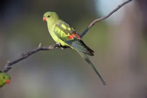 Regent: Regent Parrot