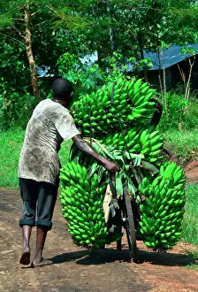 Bicycle: The region, very fertile thanks to the ancient volcanoes