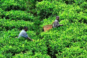 Fertile: The region, very fertile thanks to the ancient volcanoes