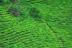 Fertile: The region, very fertile thanks to the ancient volcanoes
