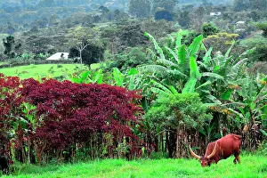 Fertile: The region, very fertile thanks to the ancient volcanoes