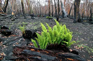 Regeneration: Regrow of ferns after bush fire