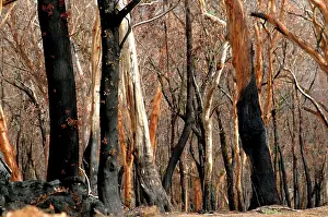 Regeneration: Regrow on Gum trees after bush fire