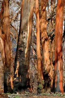 Regeneration: Regrow on Gum trees after bush fire
