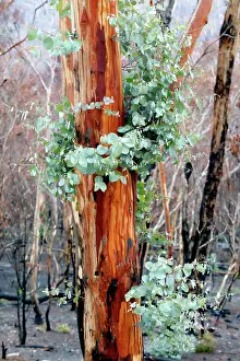 Regeneration: Regrow on Gum trees after bush fire