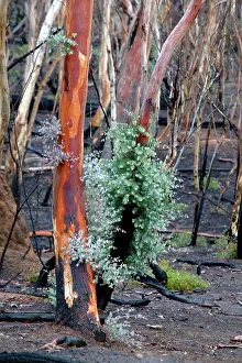 Regeneration: Regrow on Gum trees after bush fire
